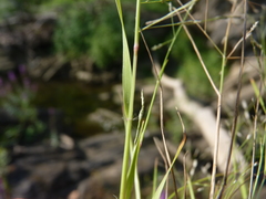 Eragrostis pectinacea pectinacea
