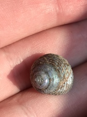 Calliostoma ligatum