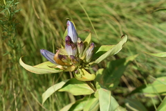 Gentiana × pallidocyanea