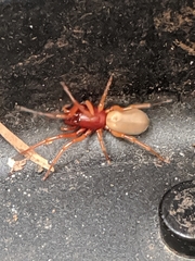 Dysdera crocata