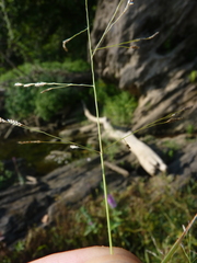Eragrostis pectinacea pectinacea