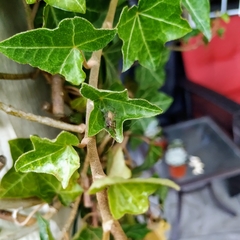 Zygiella x-notata