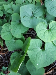 Asarum canadense