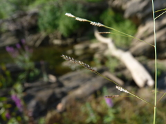 Eragrostis pectinacea pectinacea