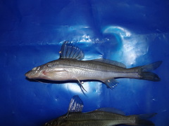 Pimelodella elongata