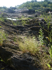 Eragrostis pectinacea pectinacea