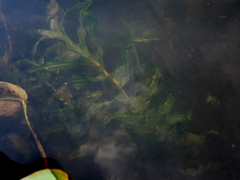 Potamogeton richardsonii