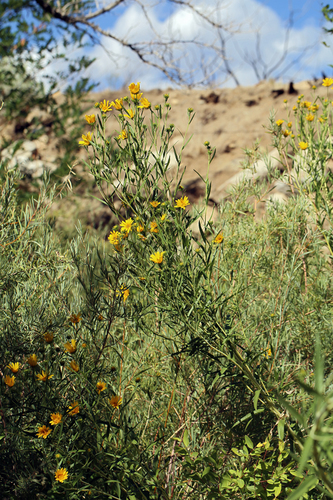 Nuttall's sunflower (Helianthus nuttallii)