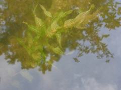 Potamogeton richardsonii