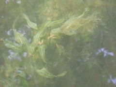 Potamogeton richardsonii