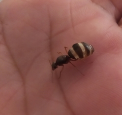Myrmecocystus