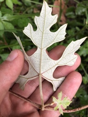 Vitis shuttleworthii