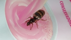 Myrmecocystus
