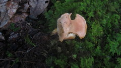 Cantharellus velutinus