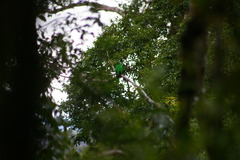 Pharomachrus antisianus