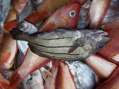 Pareques lanfeari