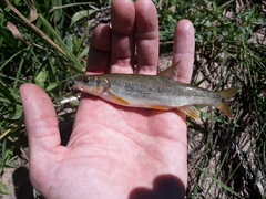 Ptychocheilus oregonensis