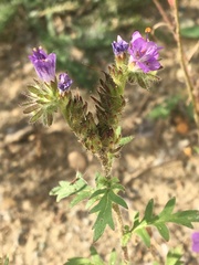 Phacelia franklinii