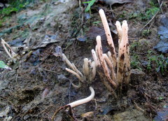Clavaria rubicundula