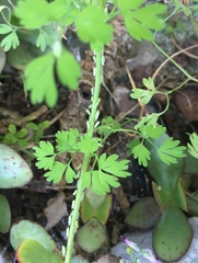 Myzus persicae