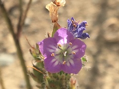 Phacelia franklinii