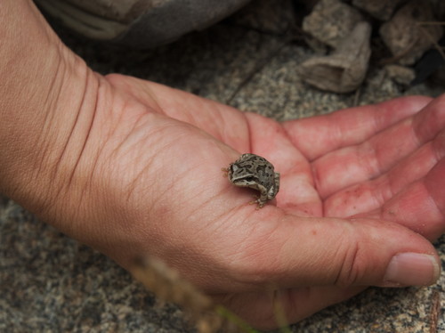 iNaturalist observation photo of Pacific chorus frog