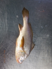 Bairdiella ensifera