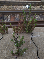 Chaenorhinum litorale