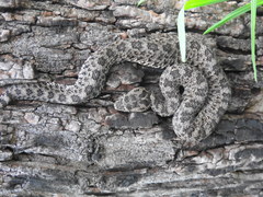 Crotalus aquilus