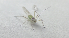 Aphididae