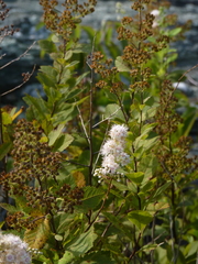 Spiraea alba latifolia