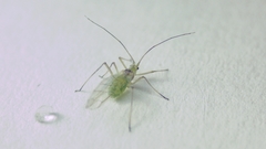 Aphididae