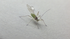 Aphididae