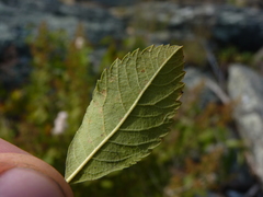 Spiraea alba latifolia