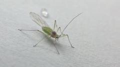Aphididae
