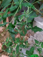 Hayhurstia atriplicis