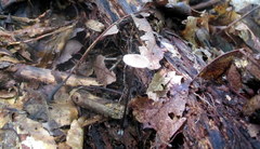 Entoloma conicum