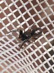 Tutelina formicaria