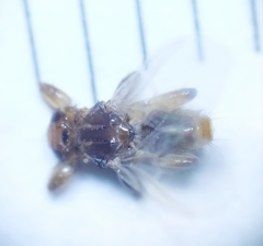 Lipoptena fortisetosa