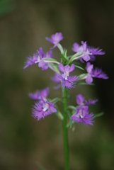 Platanthera grandiflora