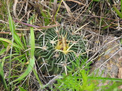Echinofossulocactus crispatus