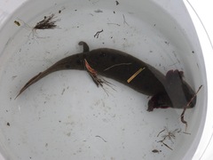 Necturus maculosus