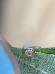 Caryomyia melicrustum