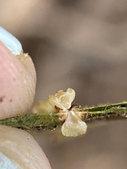 Caryomyia melicrustum