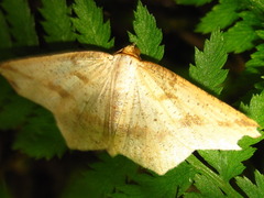 Pareclipsis gracilis