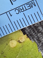 Caryomyia melicrustum