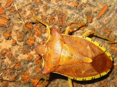 Pentatoma semiannulata