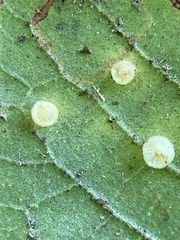 Caryomyia melicrustum