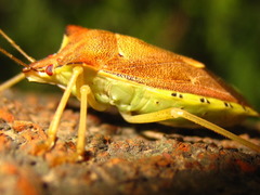 Pentatoma semiannulata