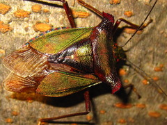 Pentatoma parametallifera